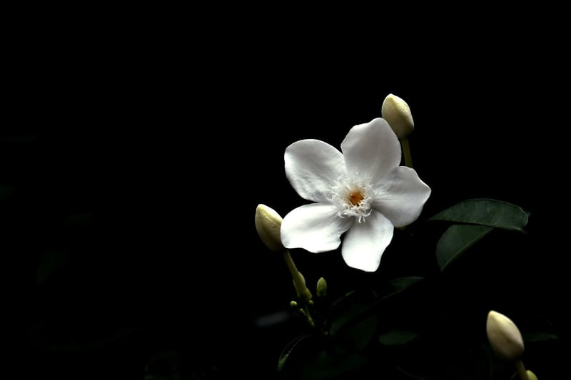Botanical Elegance Touches