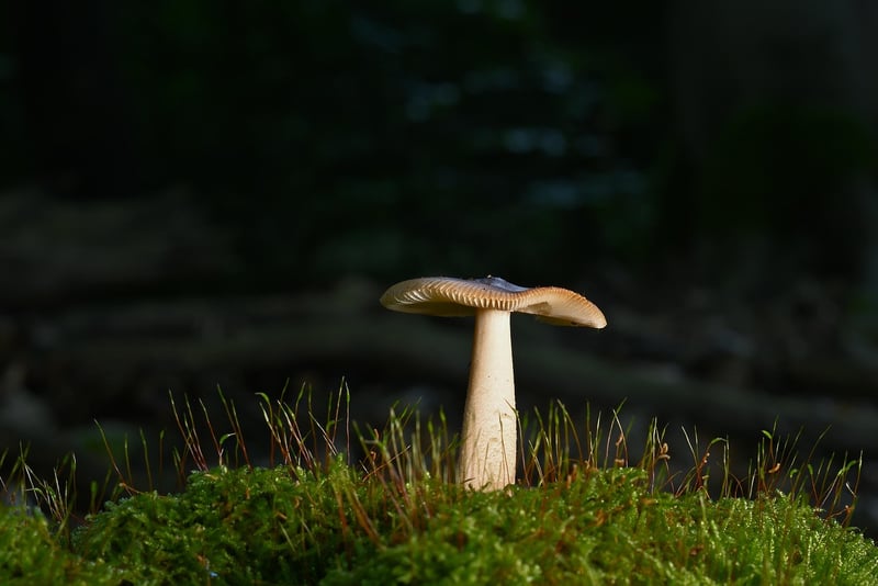 Nature-themed Cocktail