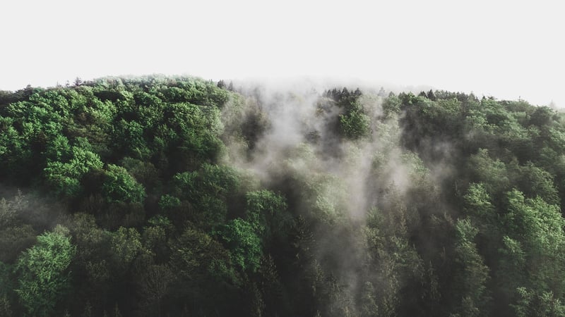 Enchanted Forest Backdrop